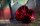 Japan Racing JR21 8,5x20 5/108-130 ET20-40 NB74,1 Red